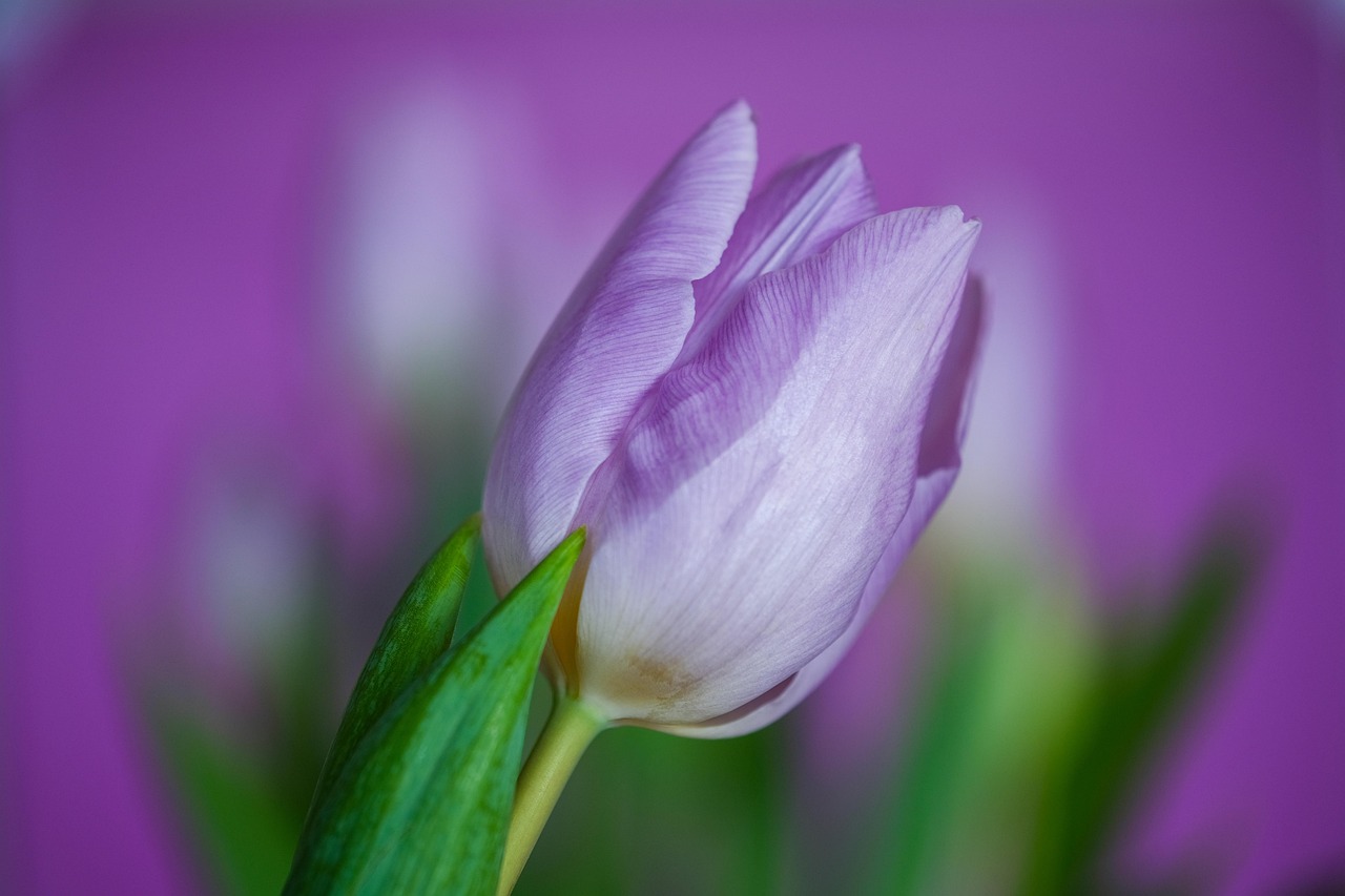 Purple Tulips