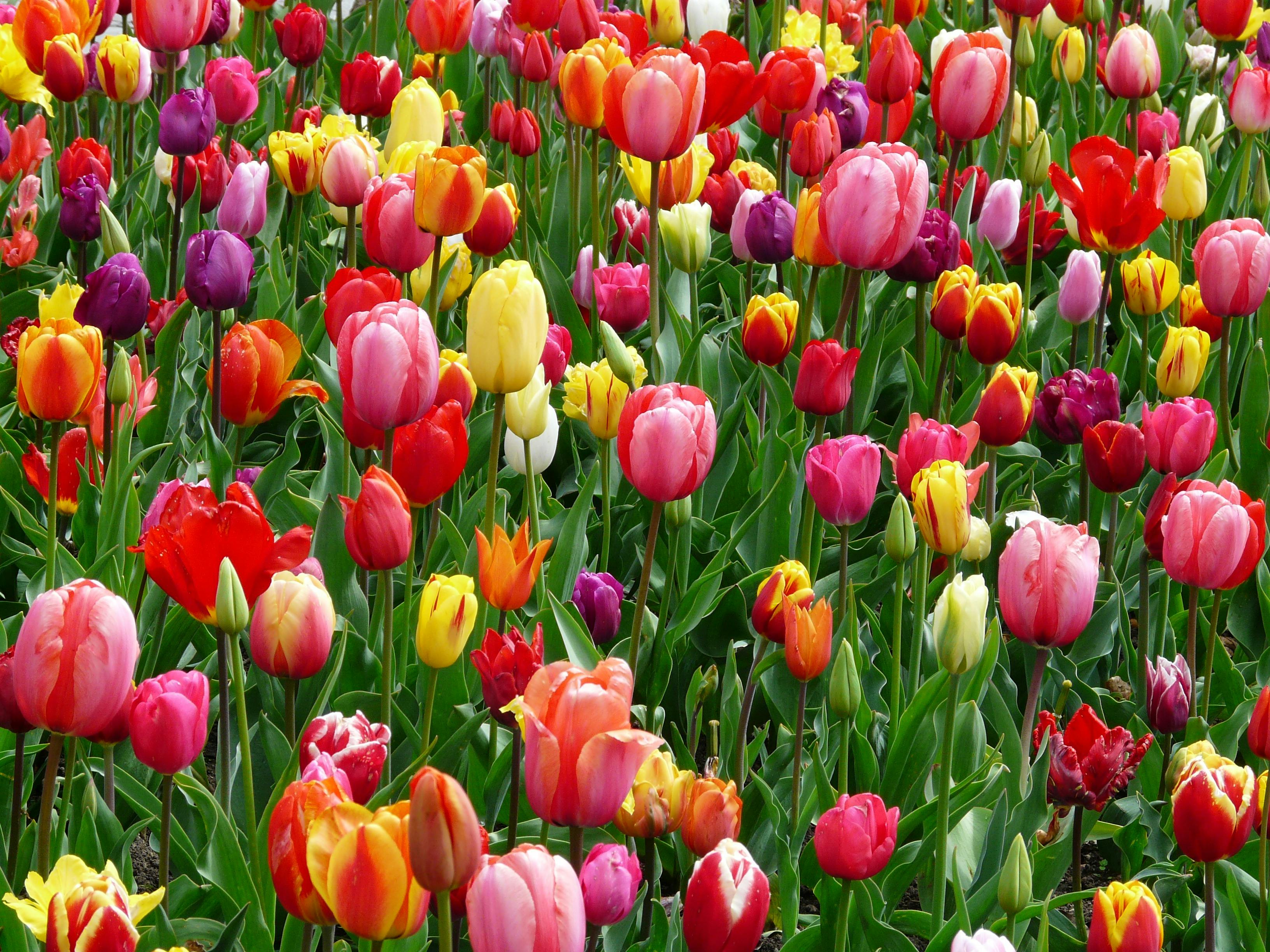 Field of Tulips