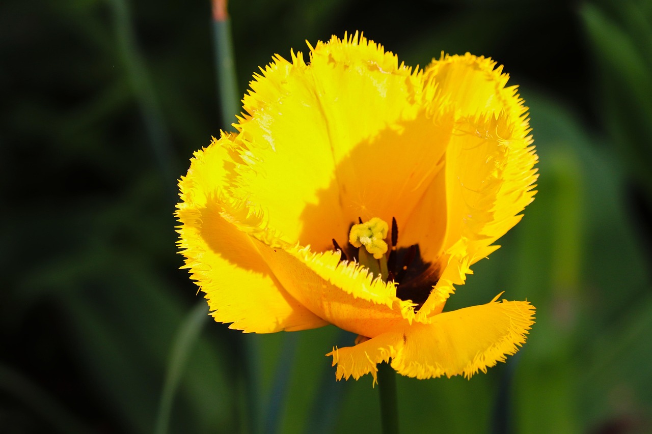 Yellow Tulips